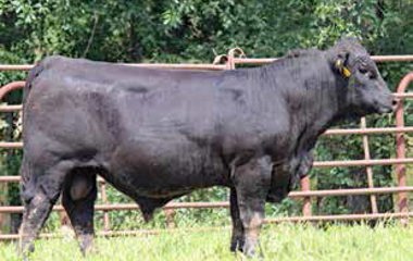 Lot 20 - 339Z GUNSLINGER 625D ET